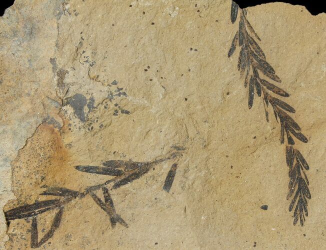 Dawn Redwood (Metasequoia) Fossils - Montana #126628